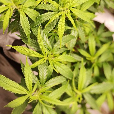 Preta Kush growlog timeline photo