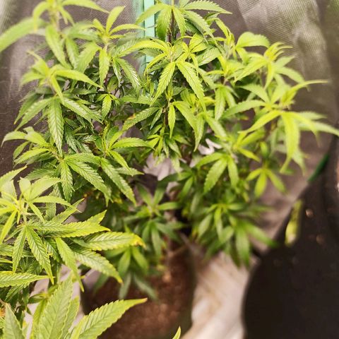 Preta Kush growlog timeline photo
