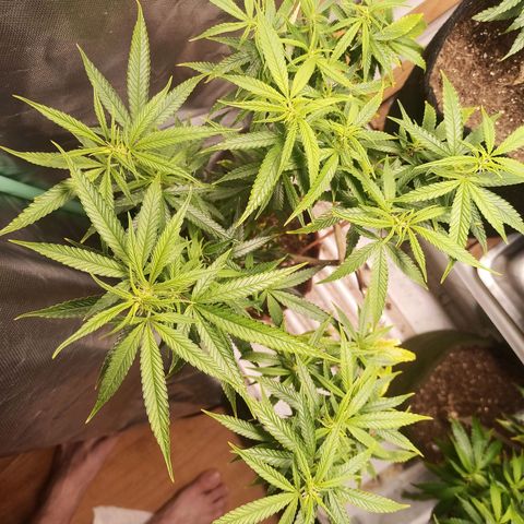 Black Pink Orange growlog timeline photo