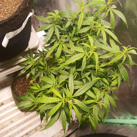 Preta Kush growlog timeline photo