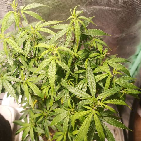 Preta Kush growlog timeline photo