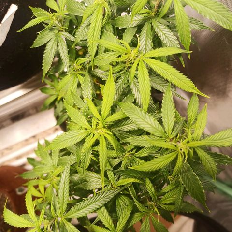 Preta Kush growlog timeline photo