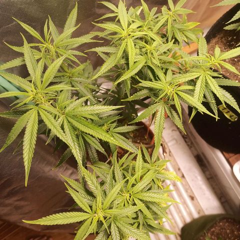 Black Pink Orange growlog timeline photo
