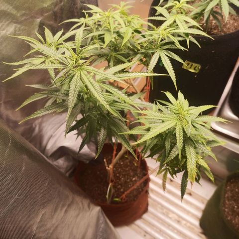 Black Pink Orange growlog timeline photo