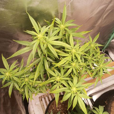 Black Pink Orange growlog timeline photo