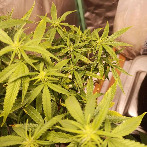 Black Pink Orange growlog timeline photo