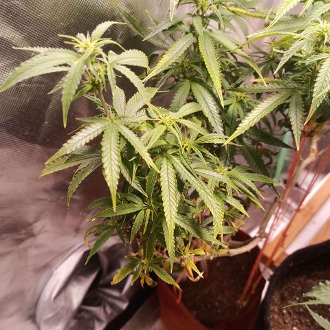 Black Pink Orange growlog timeline photo