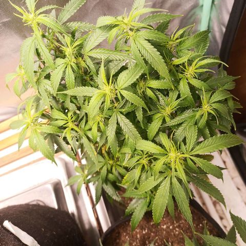 Preta Kush growlog timeline photo