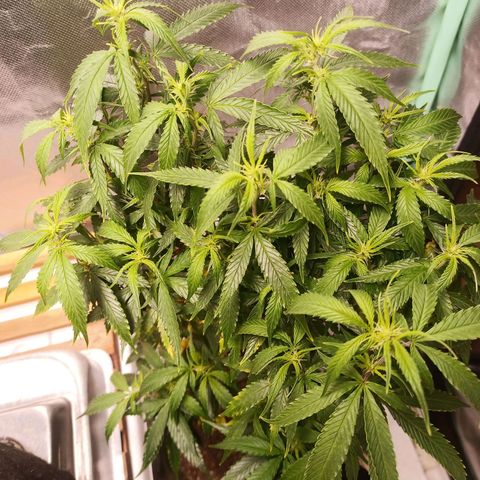 Preta Kush growlog timeline photo