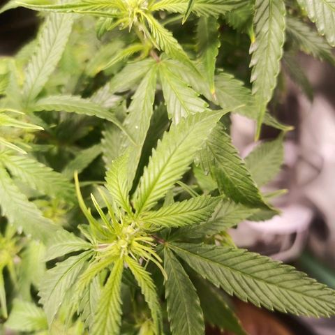 Preta Kush growlog timeline photo