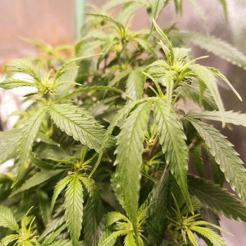 Preta Kush growlog timeline photo