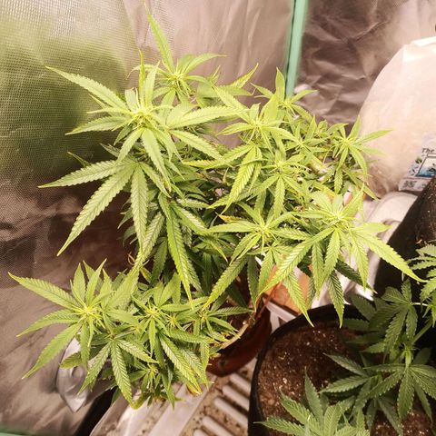 Black Pink Orange growlog timeline photo