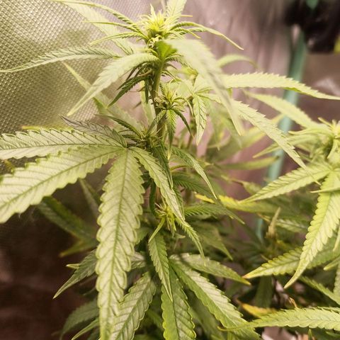 Black Pink Orange growlog timeline photo
