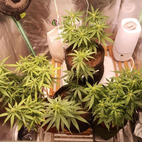 Black Pink Orange growlog timeline photo
