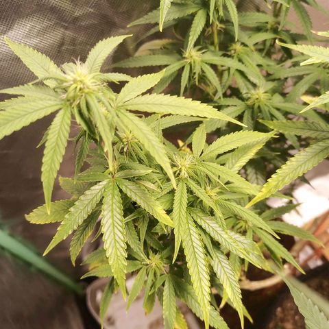 Black Pink Orange growlog timeline photo
