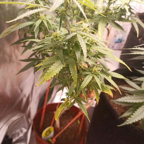 Black Pink Orange growlog timeline photo