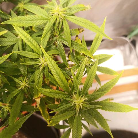 Black Pink Orange growlog timeline photo