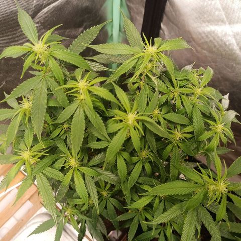 Preta Kush growlog timeline photo
