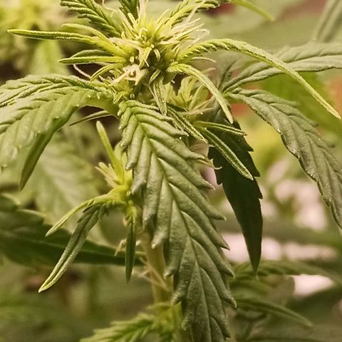 Preta Kush growlog timeline photo