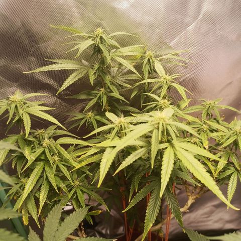 Black Pink Orange growlog timeline photo