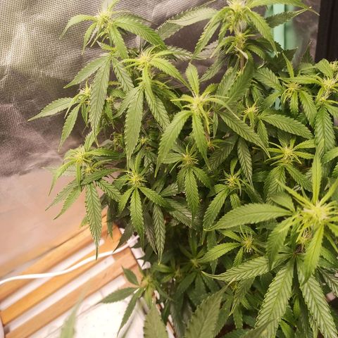 Preta Kush growlog timeline photo