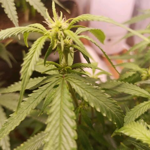 Preta Kush growlog timeline photo