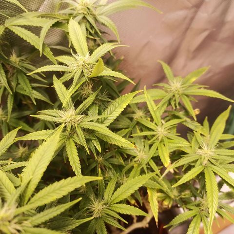 Black Pink Orange growlog timeline photo