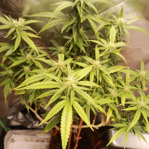 Black Pink Orange growlog timeline photo