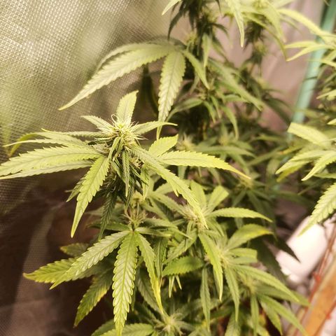 Black Pink Orange growlog timeline photo