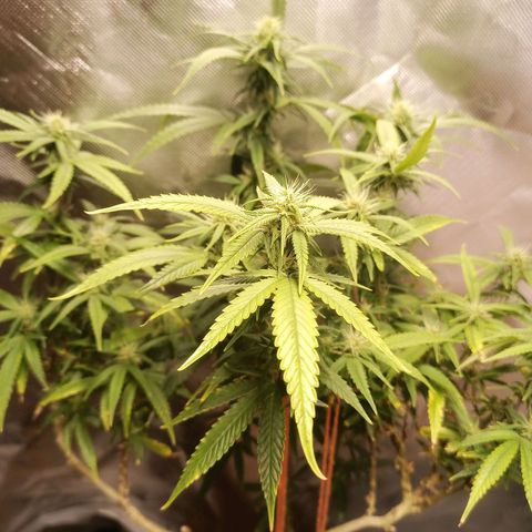Black Pink Orange growlog timeline photo