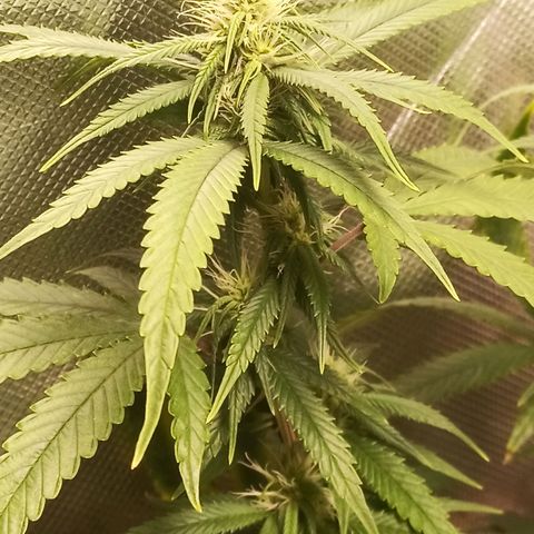 Black Pink Orange growlog timeline photo