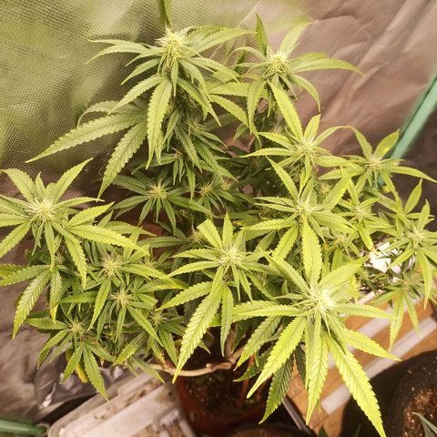 Black Pink Orange growlog timeline photo