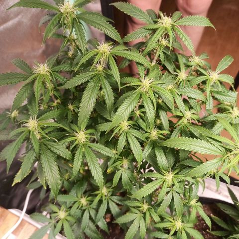 Preta Kush growlog timeline photo