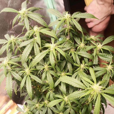 Preta Kush growlog timeline photo