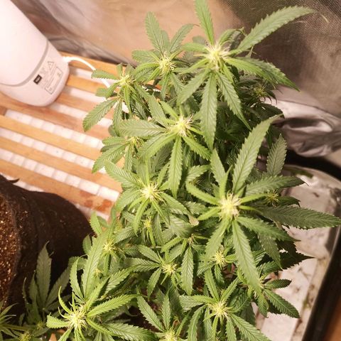 Preta Kush growlog timeline photo