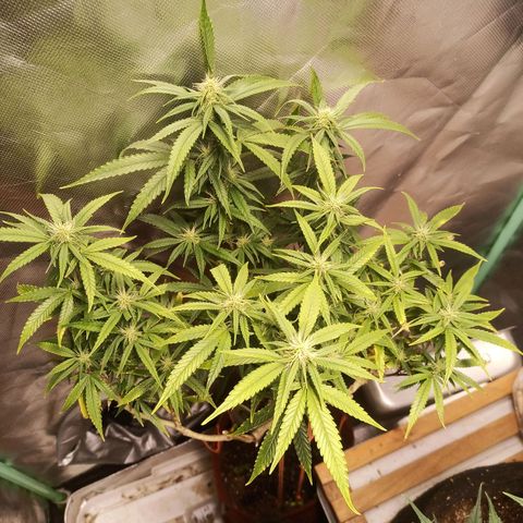 Black Pink Orange growlog timeline photo
