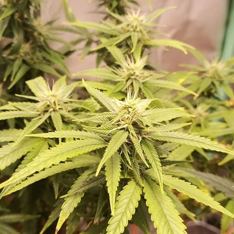 Black Pink Orange growlog timeline photo