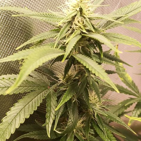 Black Pink Orange growlog timeline photo