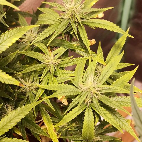 Black Pink Orange growlog timeline photo