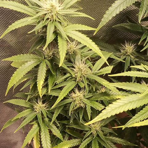 Black Pink Orange growlog timeline photo