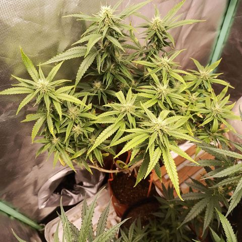 Black Pink Orange growlog timeline photo