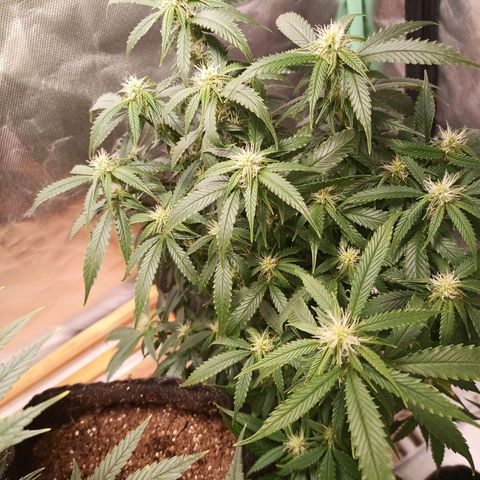 Preta Kush growlog timeline photo