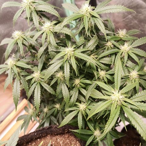 Preta Kush growlog timeline photo