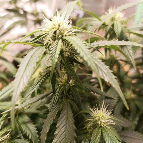 Preta Kush growlog timeline photo