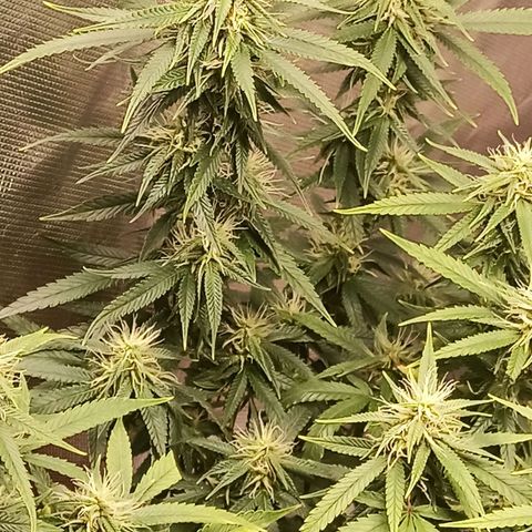 Black Pink Orange growlog timeline photo