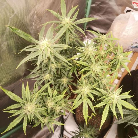 Black Pink Orange growlog timeline photo