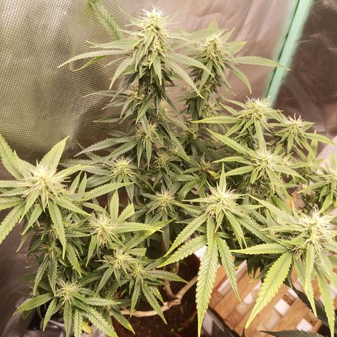 Black Pink Orange growlog timeline photo