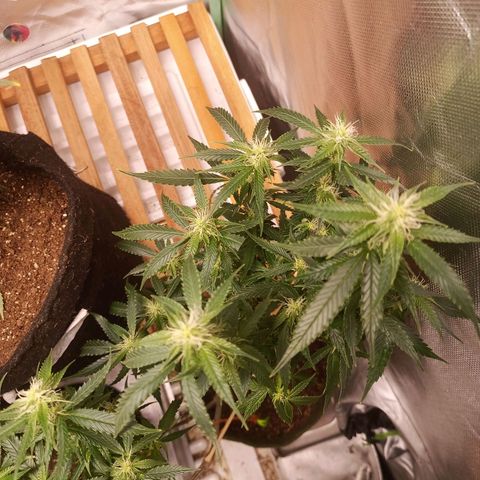 Preta Kush growlog timeline photo