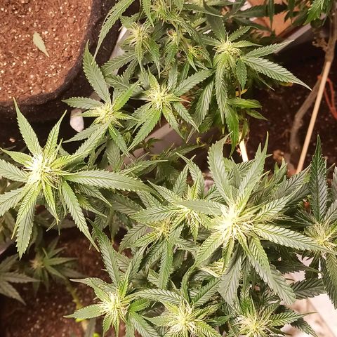 Preta Kush growlog timeline photo