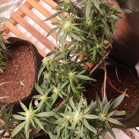 Preta Kush growlog timeline photo